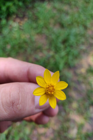 Bright Yellow Beauty 🌼