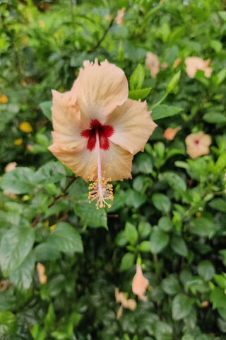 Beautiful Hibiscus Blos..