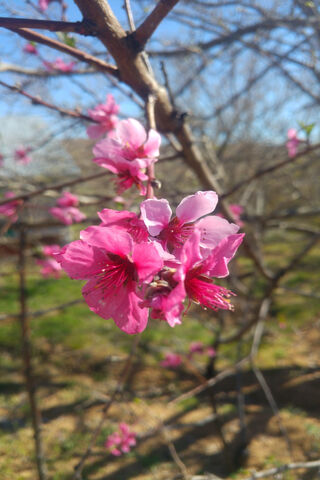 Blossoms of Spring 🌸