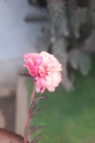 Beautiful Pink Flower 🌸
