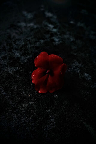 Glistening Red Blossom ..