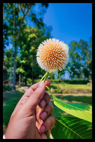 Nature's Beautiful Blos..