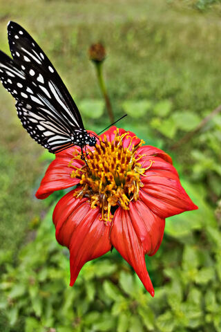 Nature's Colorful Dance..