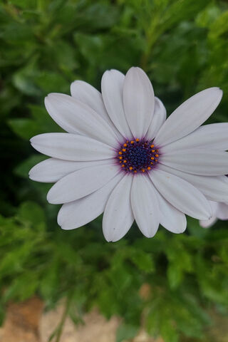 Beautiful White Daisy 🌼