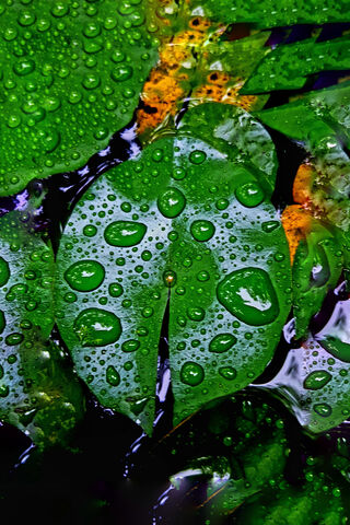 Refreshing Rainforest V..
