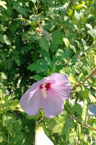 Beautiful Hibiscus Blos..