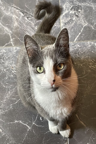 Curious Cat 🐾
