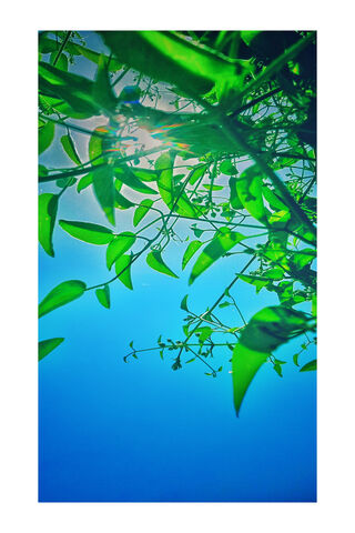 Nature's Embrace 🌿☀️