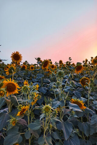 Sunset Serenade in a Se..