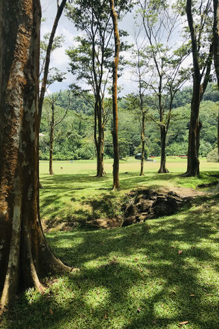 Serene Forest Escape 🌳✨