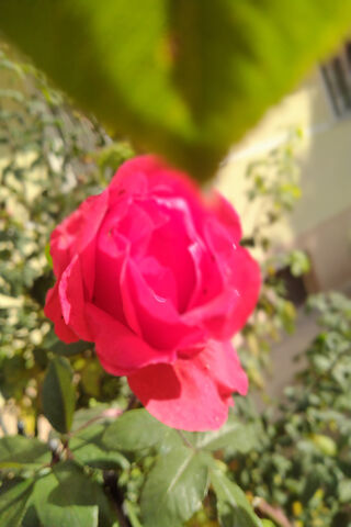Beautiful Pink Rose 🌹