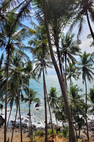 Tropical Paradise 🌴🌊