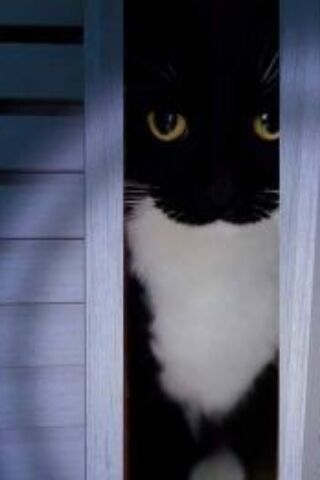 Mysterious Feline Gaze 🐾