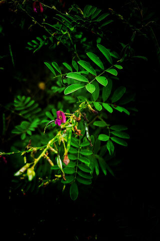 Green Plants #nature