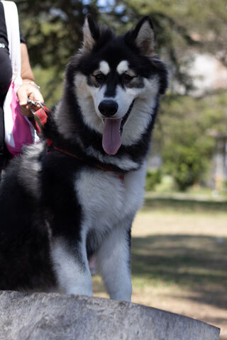 Majestic Husky in the P..