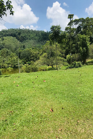 Serene Green Oasis 🌳☀️