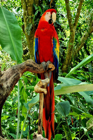 Vibrant Scarlet Macaw i..
