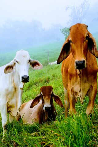 Tranquil Cattle in the ..