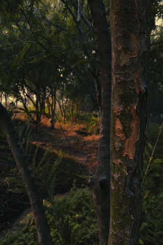 Golden Light Forest