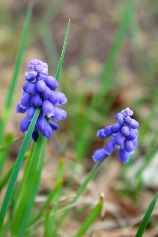 Grape Hyacinth