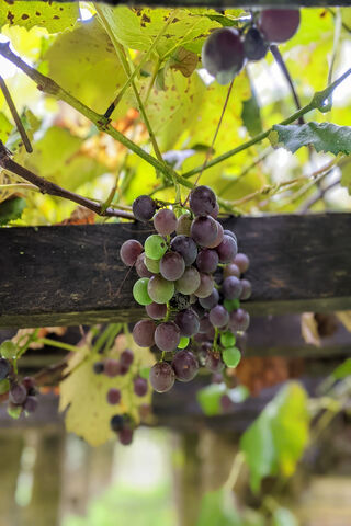 🍇 Bunches of Grapes in the Vineyard