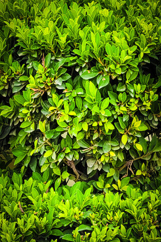 Lush Greenery 🌿✨