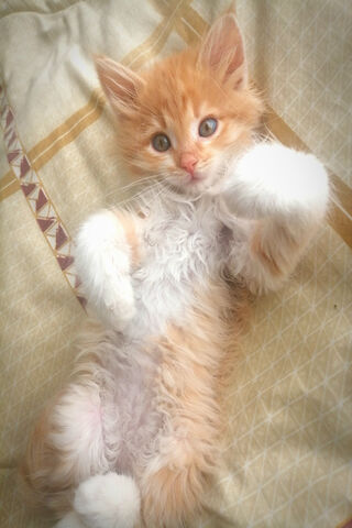 Gatita Naranja