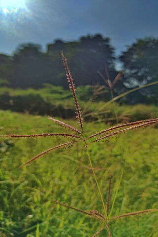 Grass Plants