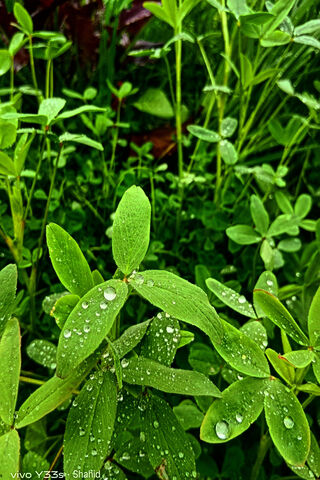 Fresh Morning Dew on Lush Greenery 🌿💧
