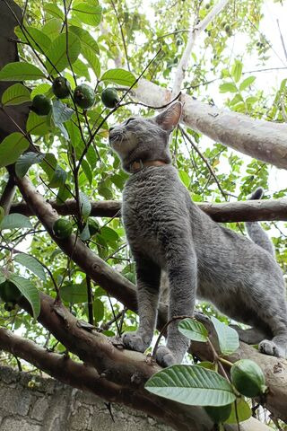 Curious Cat in the Tree..