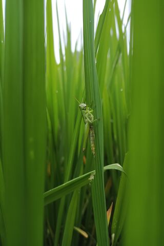 Grasshopper