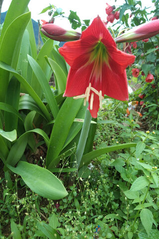 Vibrant Red Amaryllis in Bloom 🌺