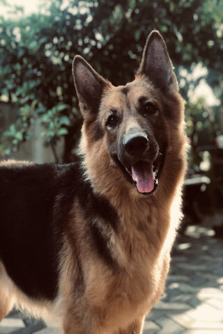 German Shepherd