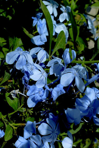 Beautiful Blue Blooms 🌸💙