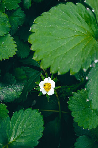Hidden Beauty