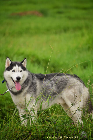 Playful Siberian Husky in Nature 🌿🐾