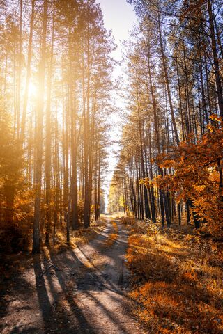 Golden Autumn Pathway 🍂✨
