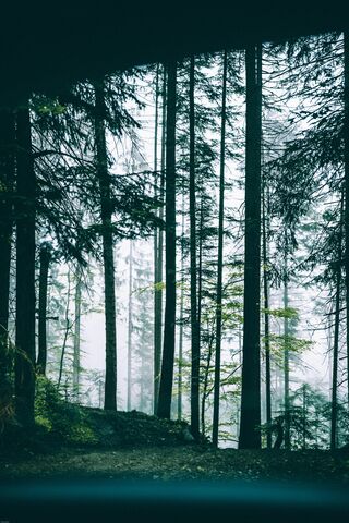 Enchanted Forest Mist 🌲✨