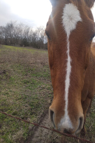Curious Horse 🐴✨