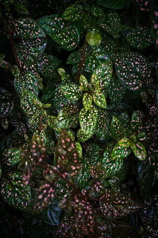Dazzling Green: The HD Plant Wonder 🌿✨