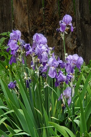 Beautiful Purple Irises..
