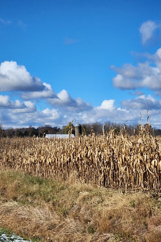 Golden Cornfield Under a Blue Sky 🌽☁️