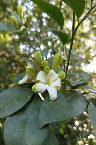 Indian Jasmine