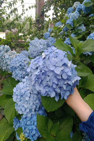 Beautiful Blue Hydrange..