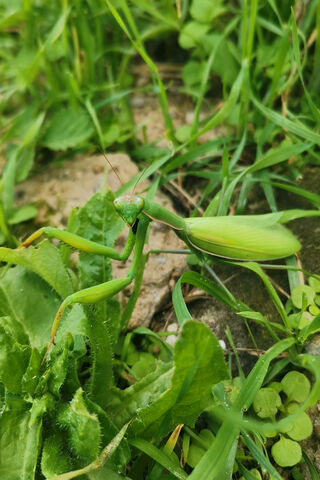 Green Guardian of the G..