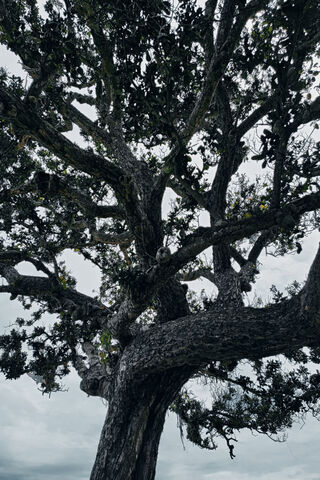 Majestic Tree Under a C..