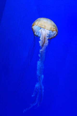 Graceful Jellyfish in Blue 🌊✨