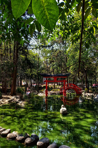 Tranquil Oasis: A Serene Japanese Garden 🌿🏯