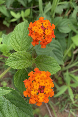 Jungle Flower ? ?