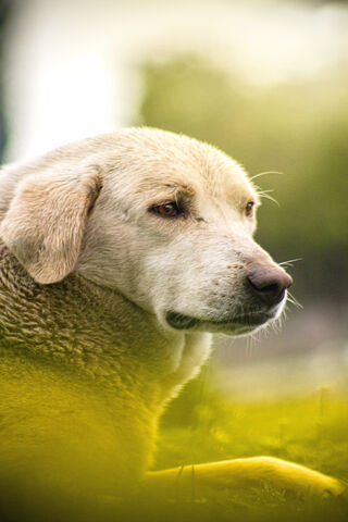 Serene Moments with a L..